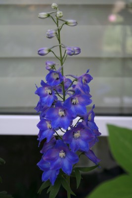 IMG_3890.JPG.JPG