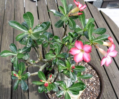 Adenium-31.5.2011.jpg