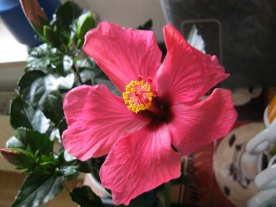 IMG_0995.JPG