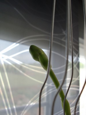 Vanda Blue Magic 18.jpg