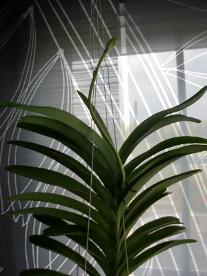 Vanda Blue Magic 17.jpg