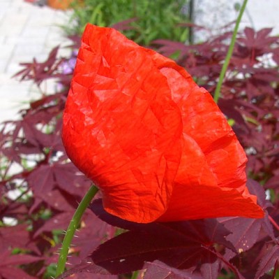 Mohn1140.jpg