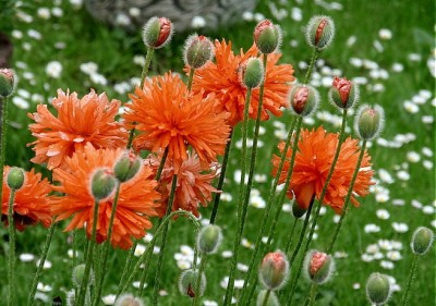 mohn_162010.jpg