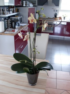 Phalaenopsis #1-21.jpg