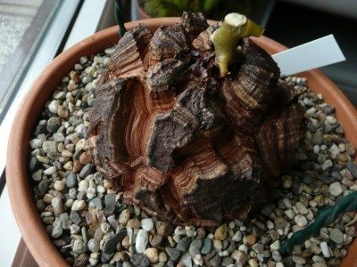 Dioscorea.JPG