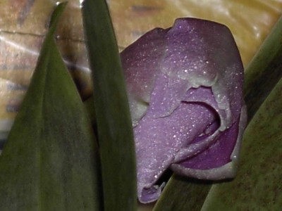 Miltoniopsis rosa_2.JPG