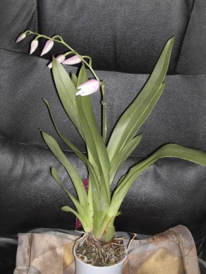 Miltoniopsis rosa.JPG