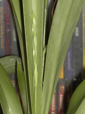 Miltoniopsis lila - Blütentrieb.JPG