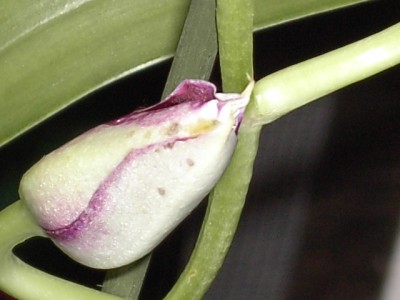 Miltoniopsis lila_2.JPG