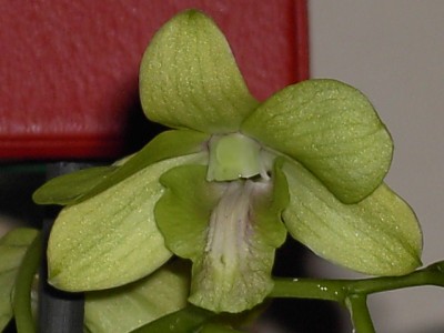 Dendrobium grün - grün voll (mittlerer Steg weiß)_4.JPG