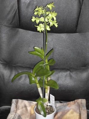 Dendrobium grün - grün voll (mittlerer Steg weiß).JPG