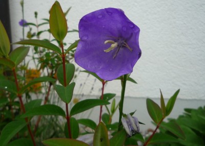 Glockenblume.JPG