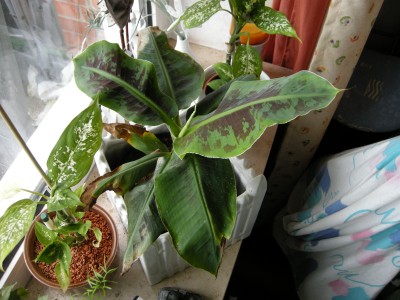 DSCN1415.JPG