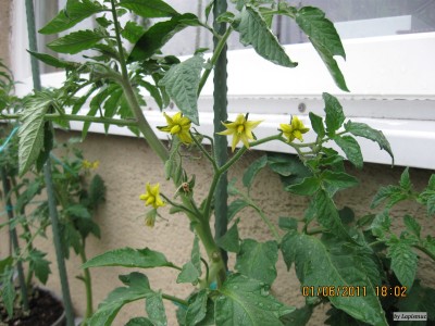 IMG_5651.JPG