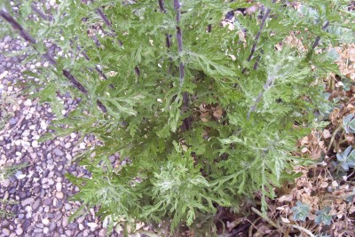 2011-06-01 - Pflanzen 068.jpg
