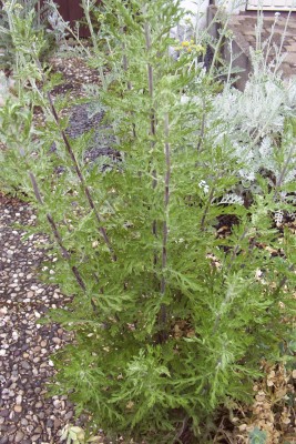 2011-06-01 - Pflanzen 065.jpg