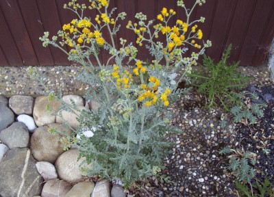 2011-06-01 - Pflanzen 051.jpg
