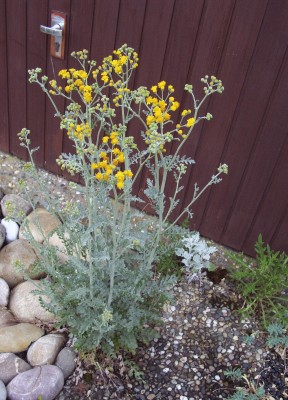 2011-06-01 - Pflanzen 052.jpg