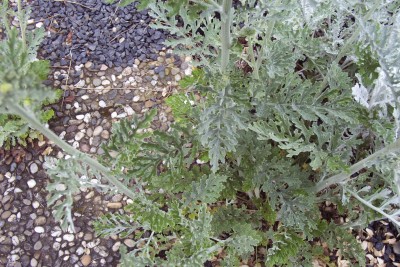 2011-06-01 - Pflanzen 008.jpg