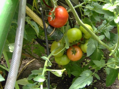 Tomate.jpg