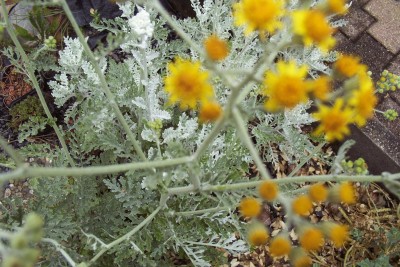 2011-06-01 - Pflanzen 004.jpg