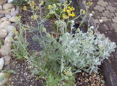 2011-06-01 - Pflanzen 002.jpg