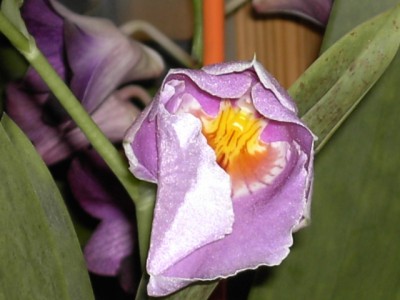 Miltoniopsis rosa_4.JPG