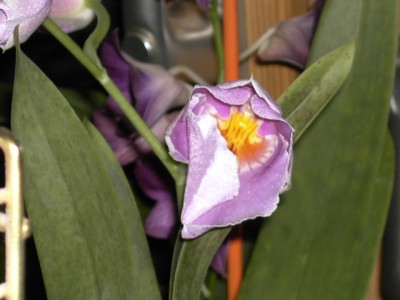 Miltoniopsis rosa_3.JPG
