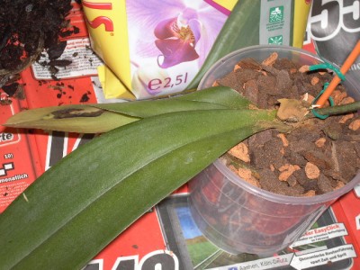 Sterbe-Phalaenopsis nach dem Umtopfen_1.JPG