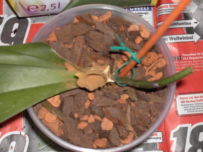 Sterbe-Phalaenopsis nach dem Umtopfen.JPG