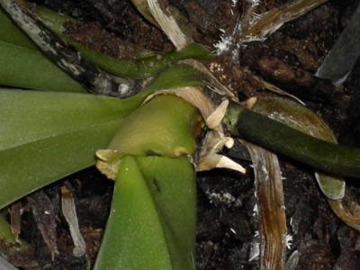 Sterbe-Phalaenopsis vor dem Umtopfen_1.JPG
