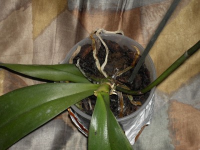Sterbe-Phalaenopsis vor dem Umtopfen.JPG