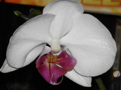 Sterbe-Phalaenopsis Blüte_1.JPG