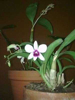 Dendrobium phalenopsis...JPG