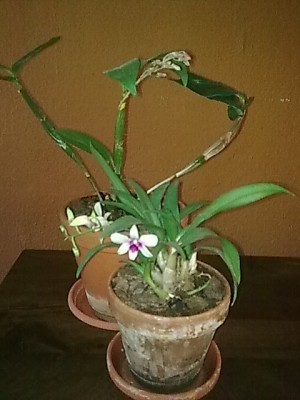 Dendrobium farmeri'Dendrobium phalenopsis.JPG