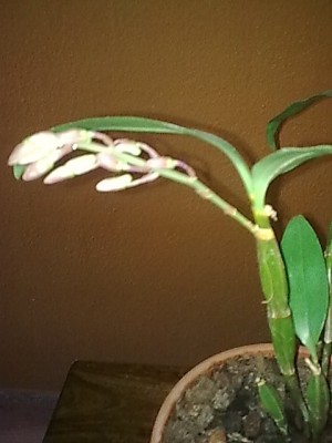 Dendrobium farmeri.....JPG