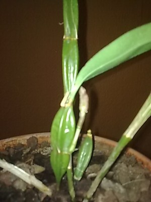 Dendrobium farmeri...JPG