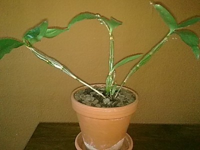 Dendrobium farmeri.JPG