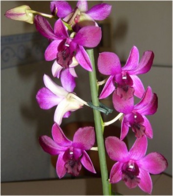 Dendr Thailand Black.jpg2.jpg