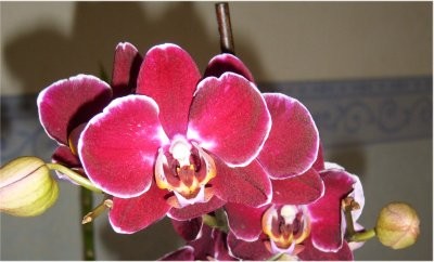 Phalaenopsis Detorah.jpg2.jpg