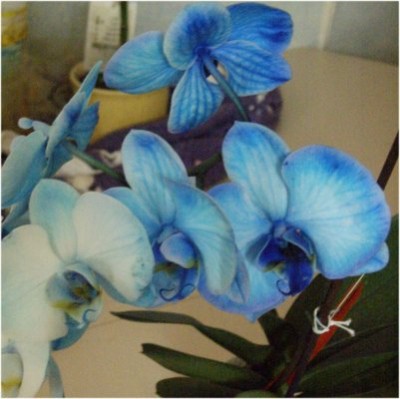 Phalaenopsis Zauber.jpg2.jpg