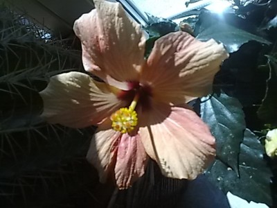Hibiskus......JPG