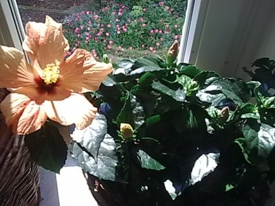 Hibiskus....JPG