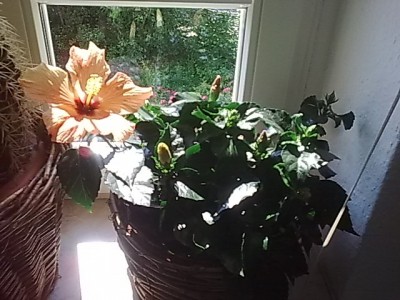 Hibiskus...JPG