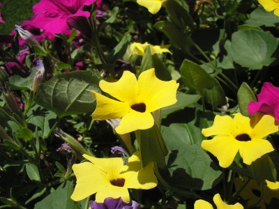 susiyellow.JPG
