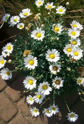 100_5775.JPG