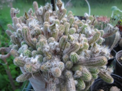 Kaktus02.06.11 003.JPG