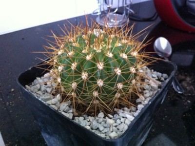 Gräsers Schönste.jpg