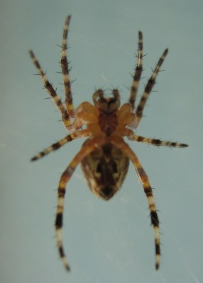 2368a Spinne.jpg