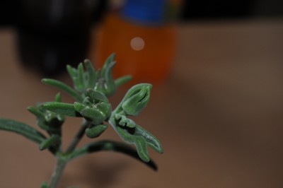 2.6 (11) (2000x1328).jpg